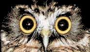 owl eyed