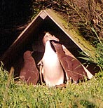 Penguin and Babies